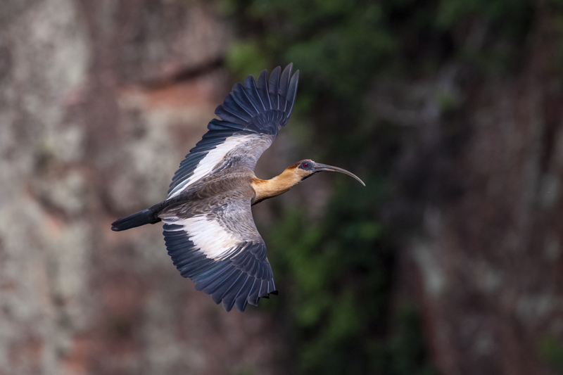 Bonito - Photo by Hudson Garcia (32)